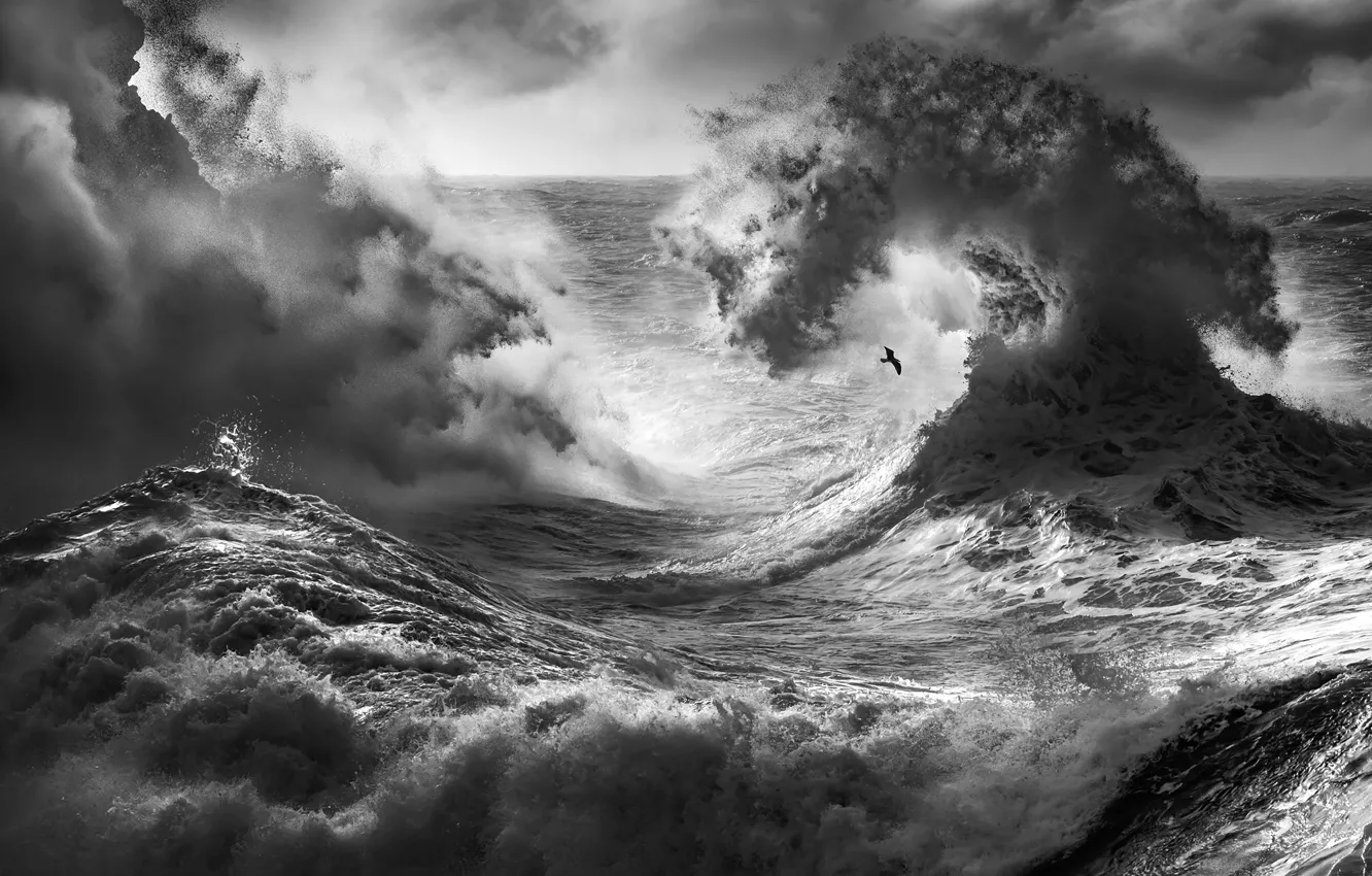 Фото обои волны, брызги, шторм, птица, waves, storm, bird, spray