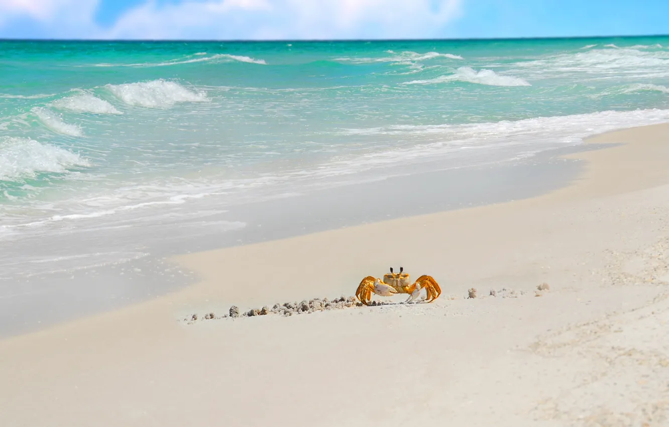 Фото обои песок, море, краб, прибой