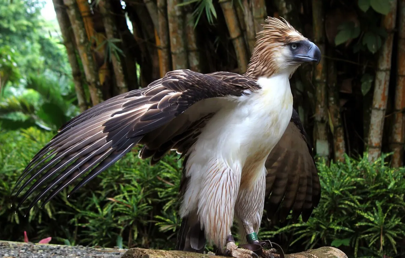 Фото обои bird, forests, monkey-eating eagle, philippine eagle