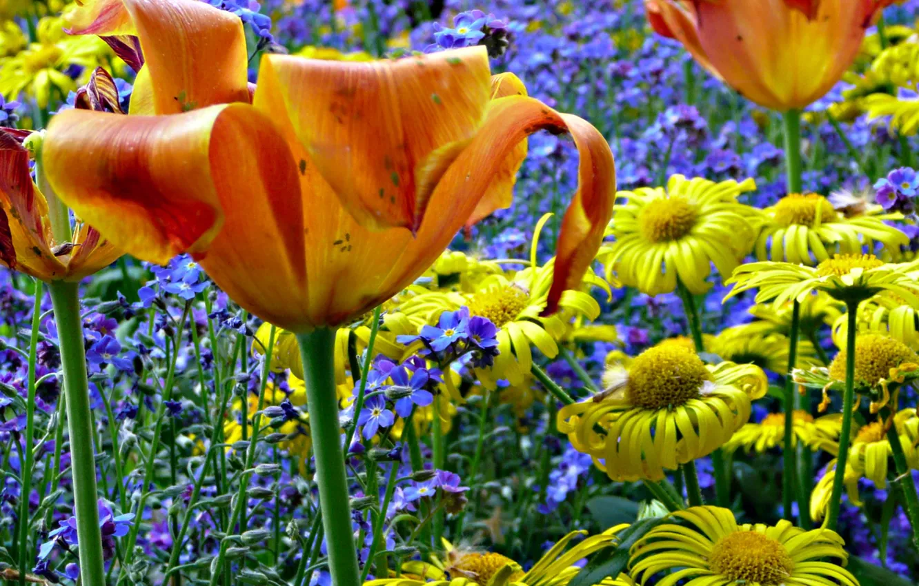 Фото обои поле, природа, луг