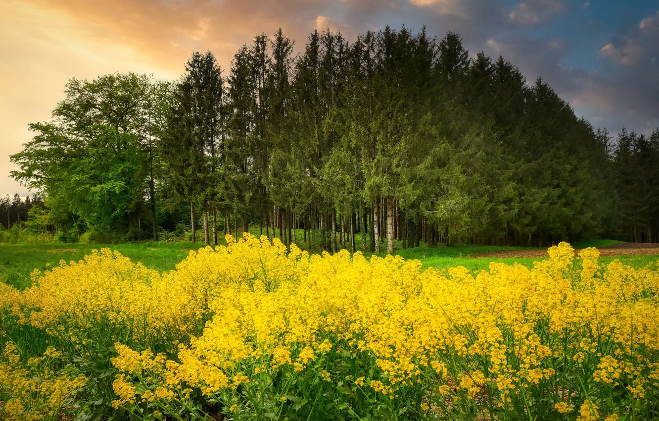 Фото обои поле, лес, деревья, цветы, желтые, ели, сосны, рапс
