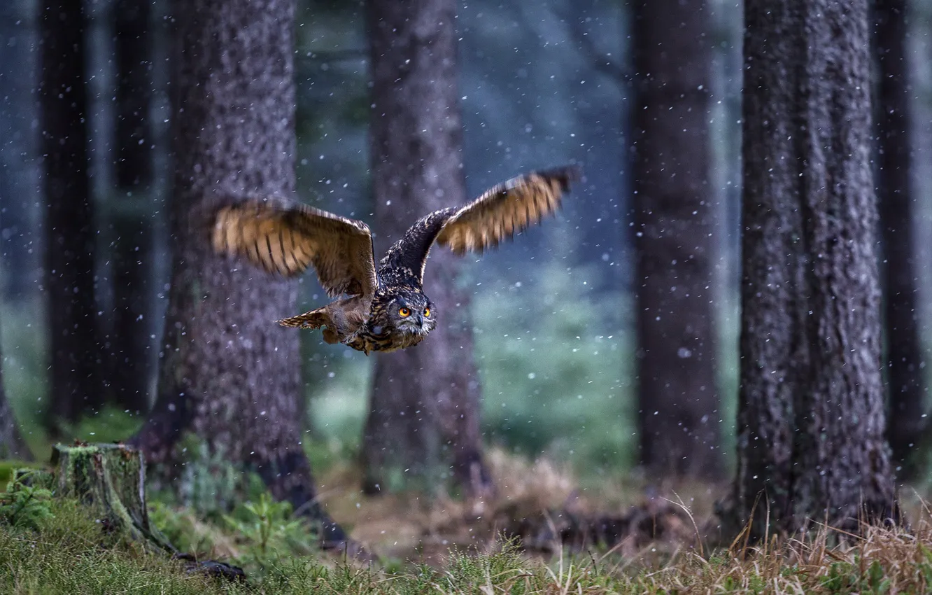 Фото обои лес, сова, птица, крылья, полёт