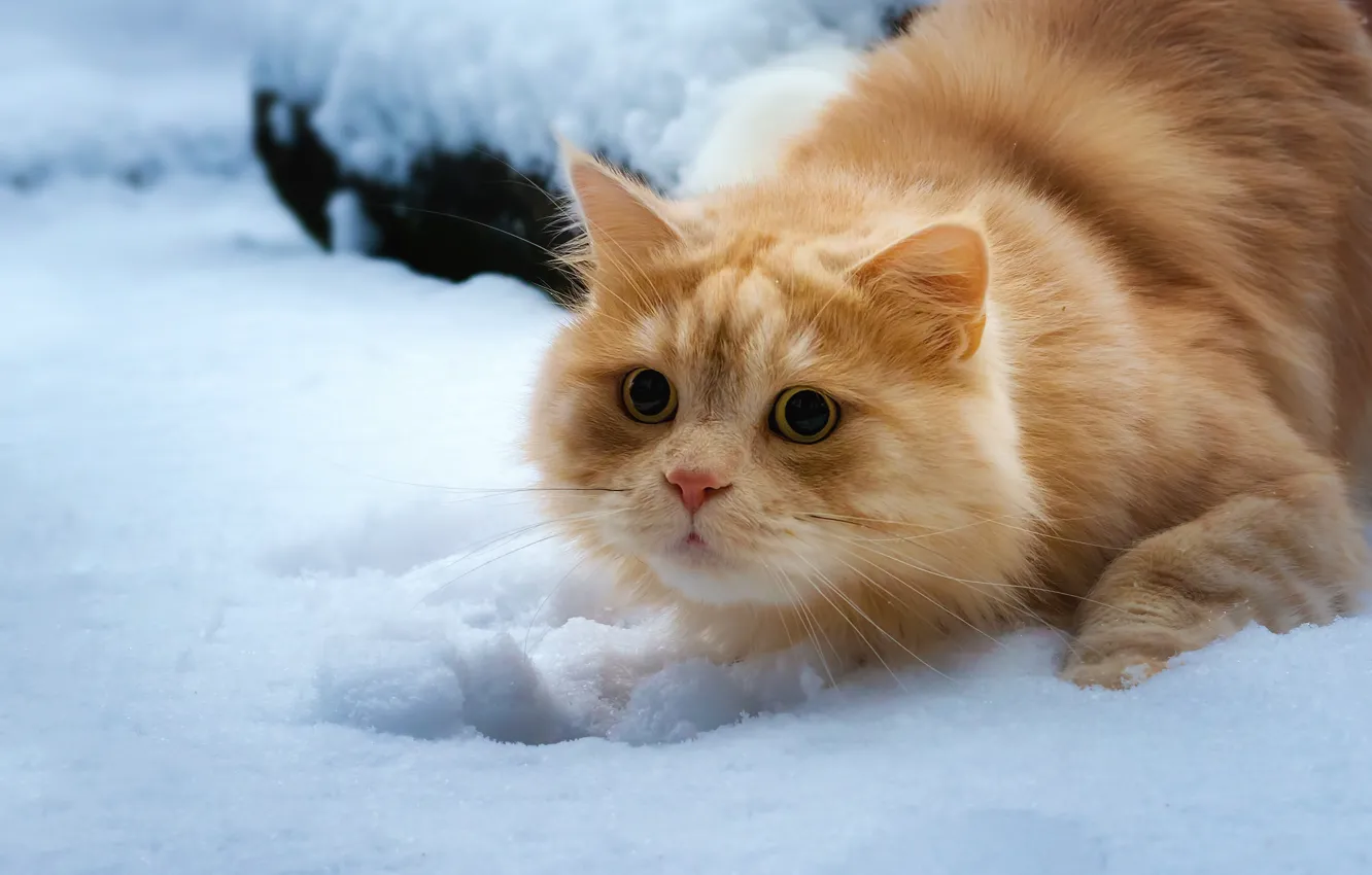 Фото обои кошка, взгляд, снег, рыжий кот