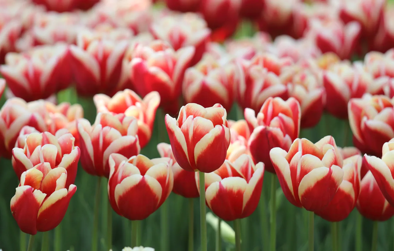 Фото обои цветы, весна, тюльпаны, красные, клумба, много, полосатые, двухцветные
