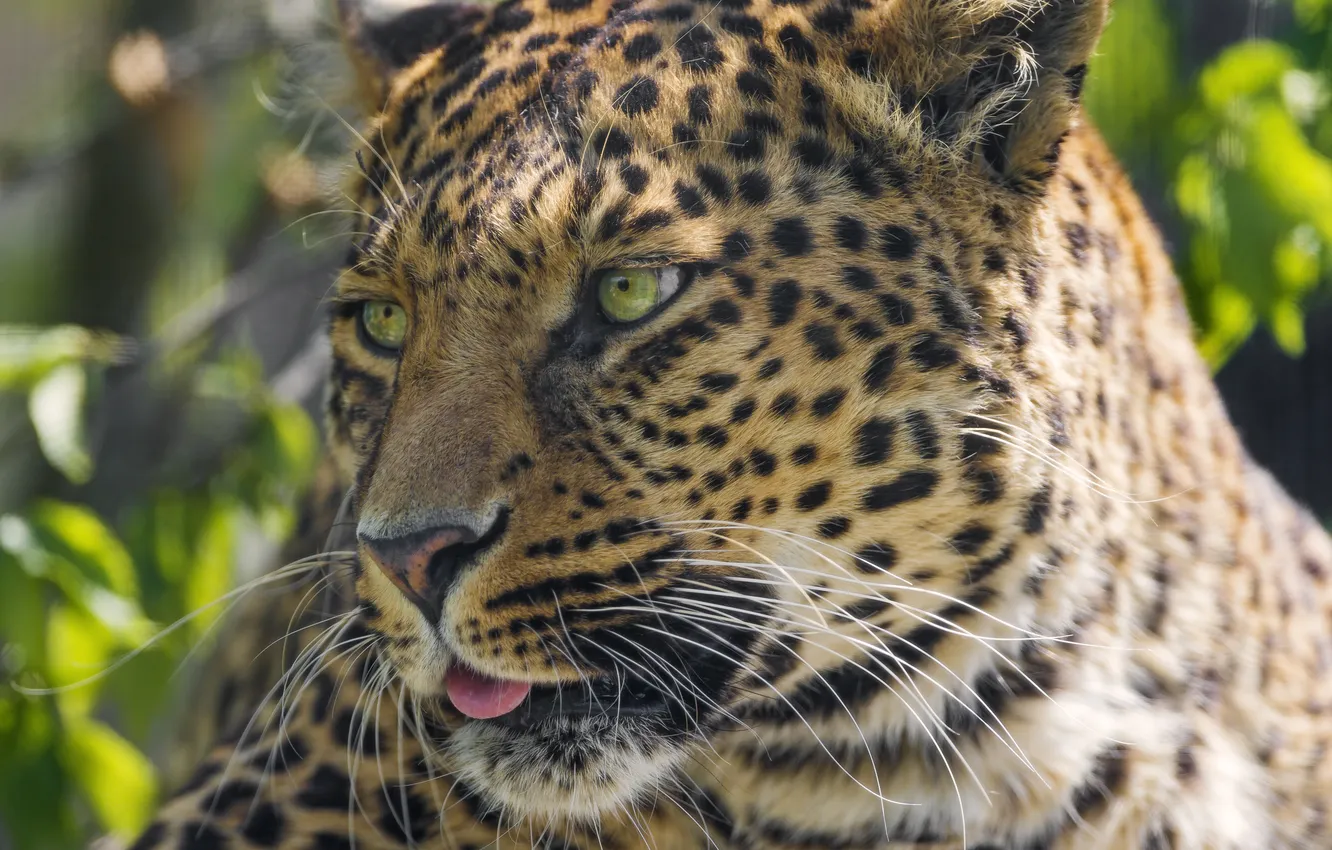 Фото обои язык, кошка, морда, леопард, ©Tambako The Jaguar