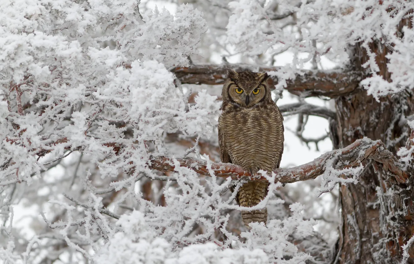 Фото обои зима, иней, дерево, сова