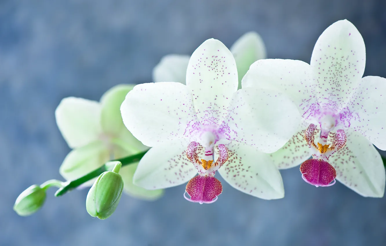 Фото обои цветы, орхидеи, flowers, orchids
