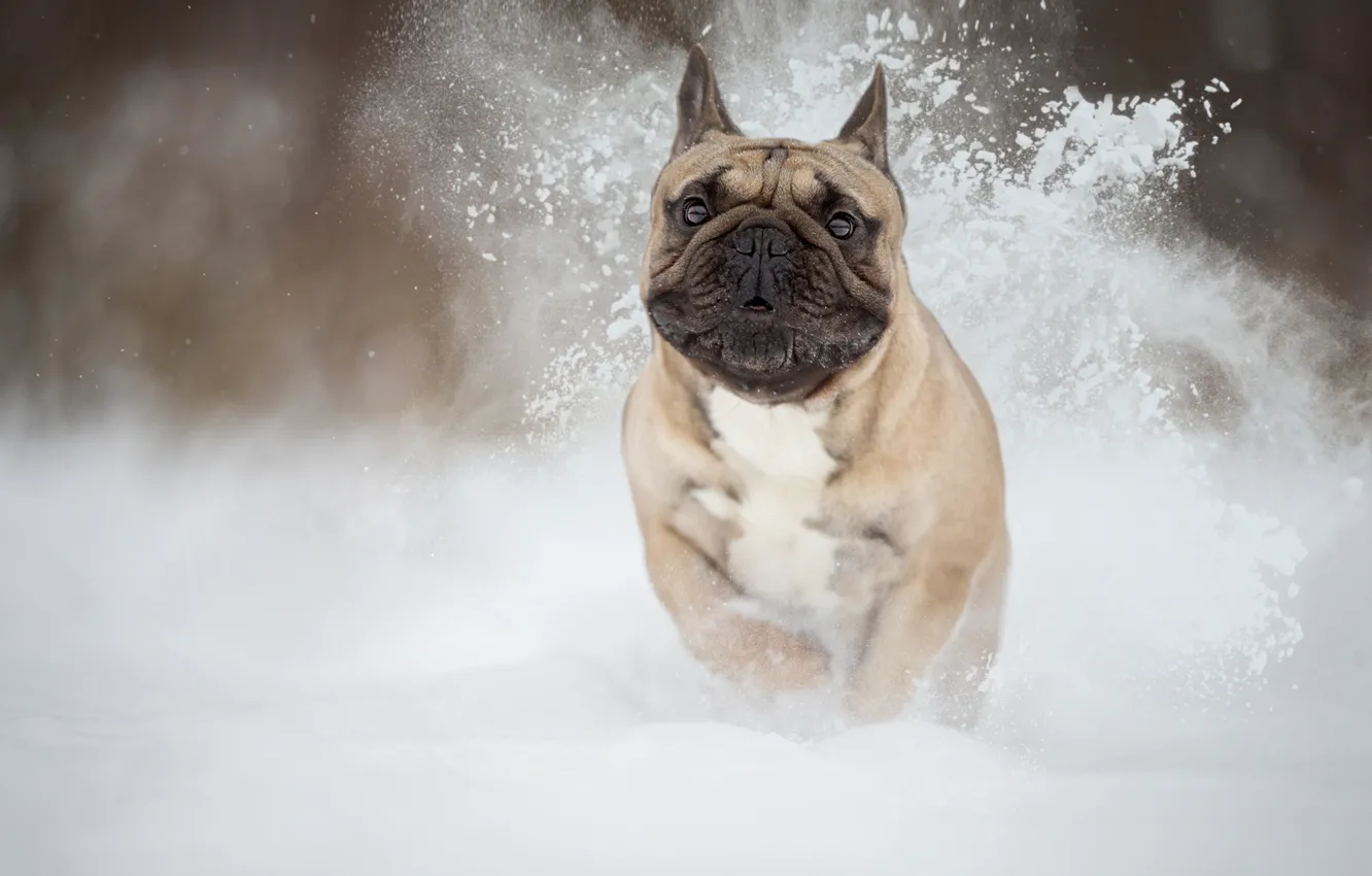 Фото обои снег, собака, зверь, Французский бульдог