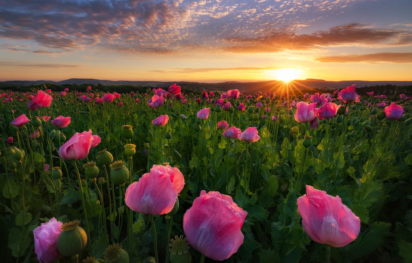 Фото обои поле, цветы, восход, рассвет, маки, Германия