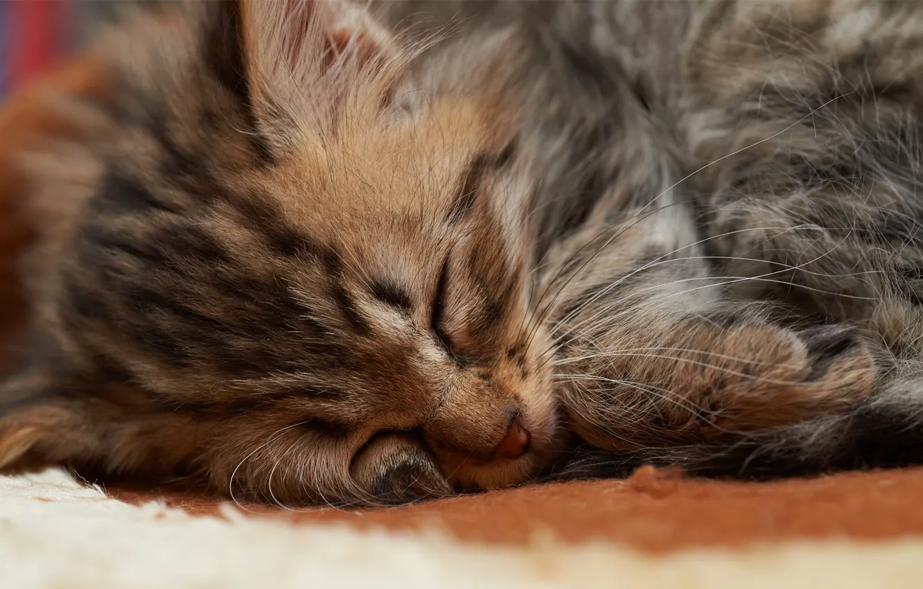 Фото обои кот, морда, котенок, сон, маленький, спит, мех
