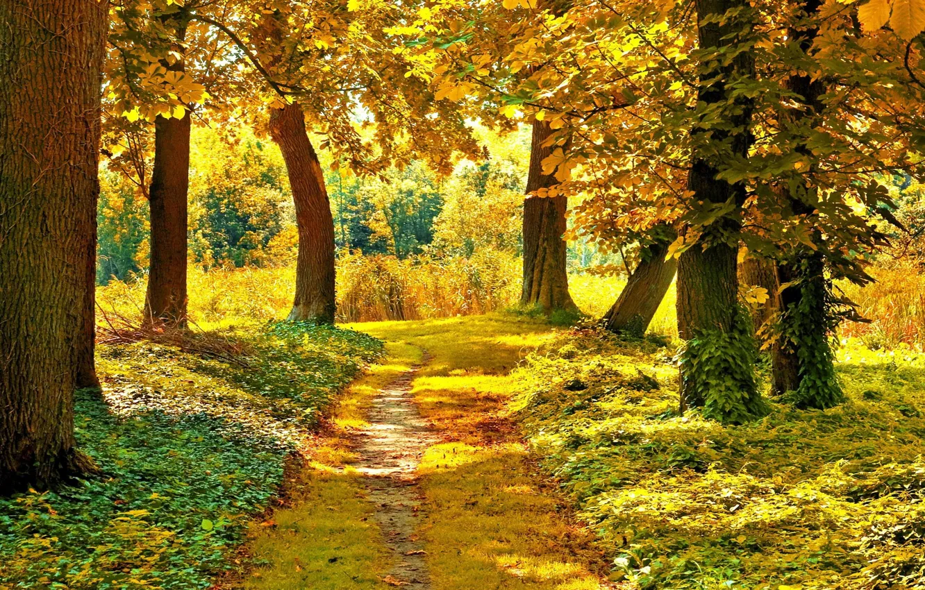 Фото обои дорога, осень, лес, деревья, краски осени