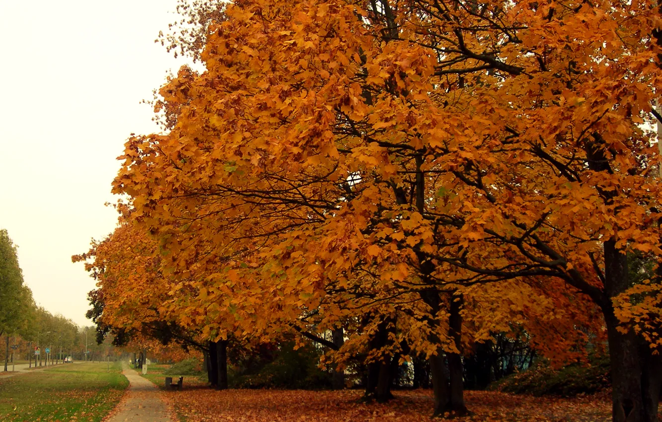 Фото обои листья, деревья, парк, Осень, дорожка, листопад, trees, park