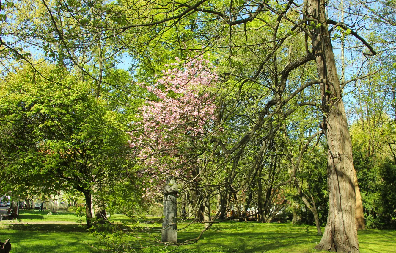 Фото обои trees, park, spring