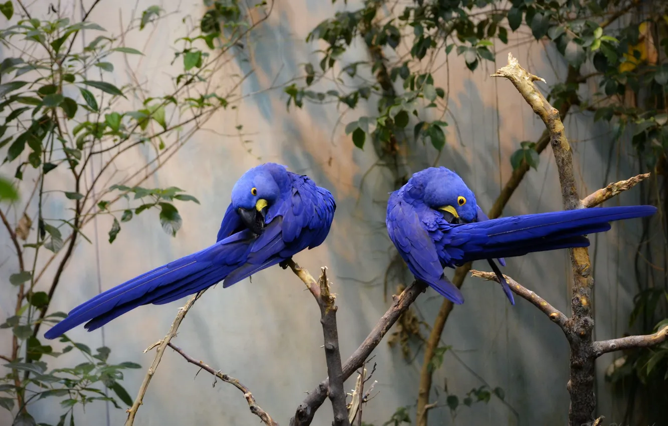 Фото обои ветка, пара, попугаи, синие, Гиацинтовый ара, деревo