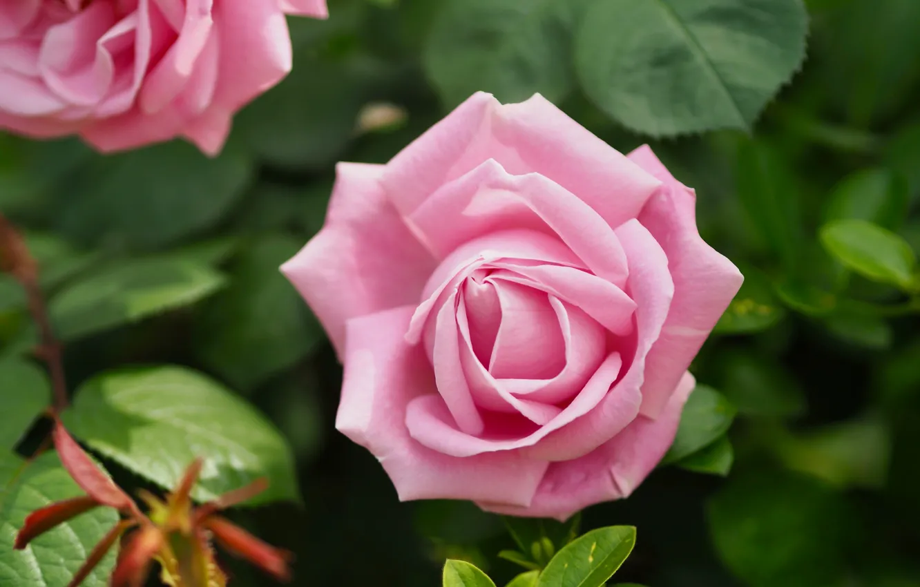 Pin by Ирина Левченко on ЦВЕТЫ-2 Flower photos, Flowers, Flowers photography