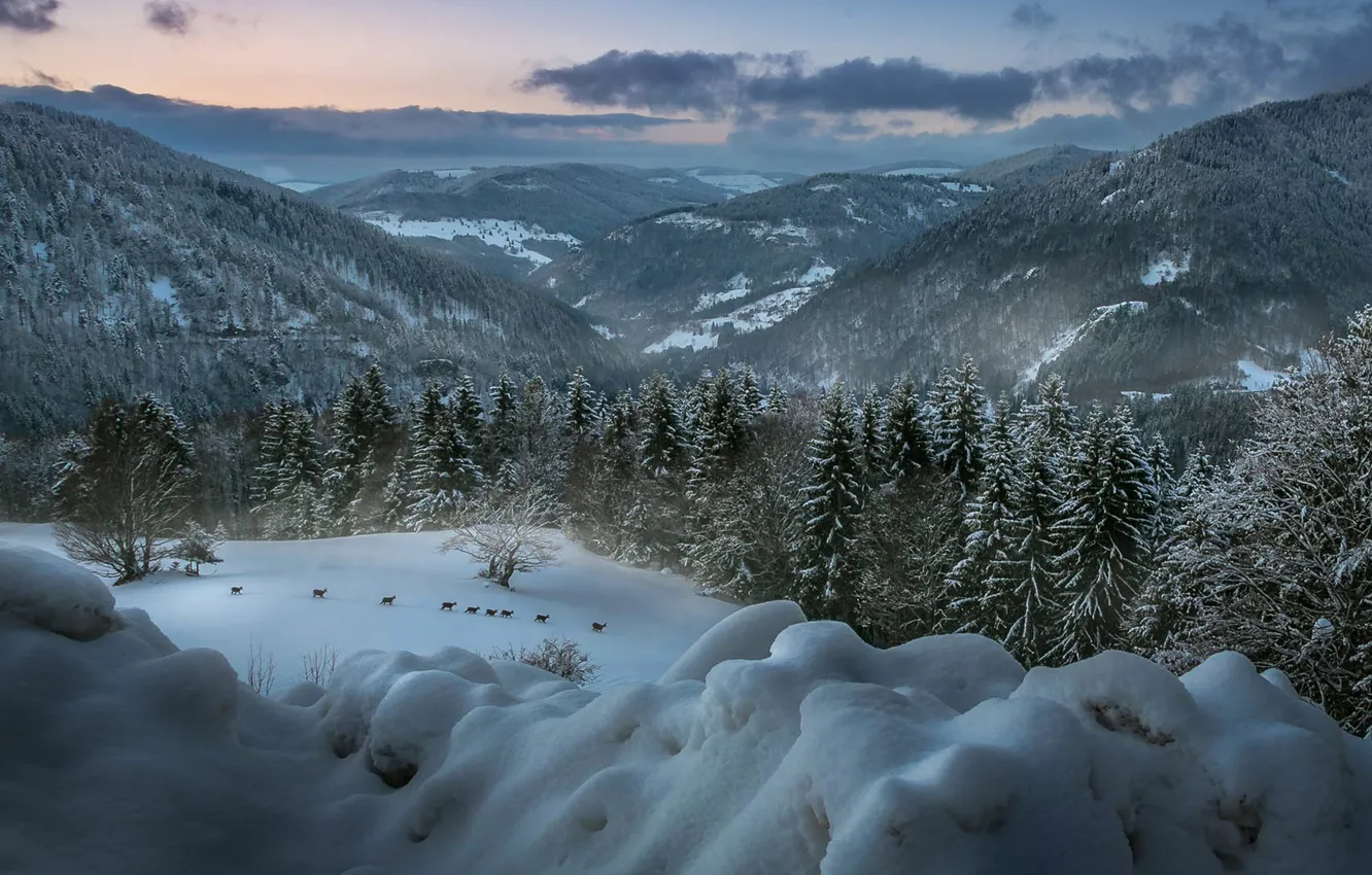 Фото обои зима, лес, животные, пейзаж, горы, Германия, олени, Баден-Вюртемберг