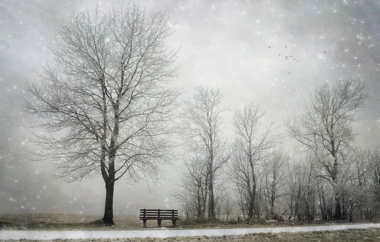 Фото обои зима, снег, дерево, скамья