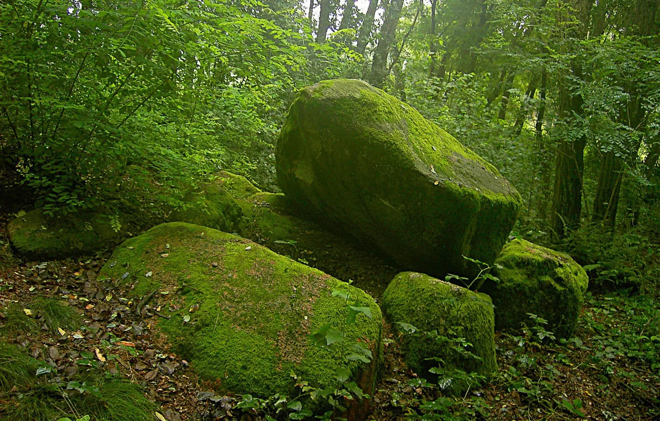 Фото обои зеленый, мох, Камни