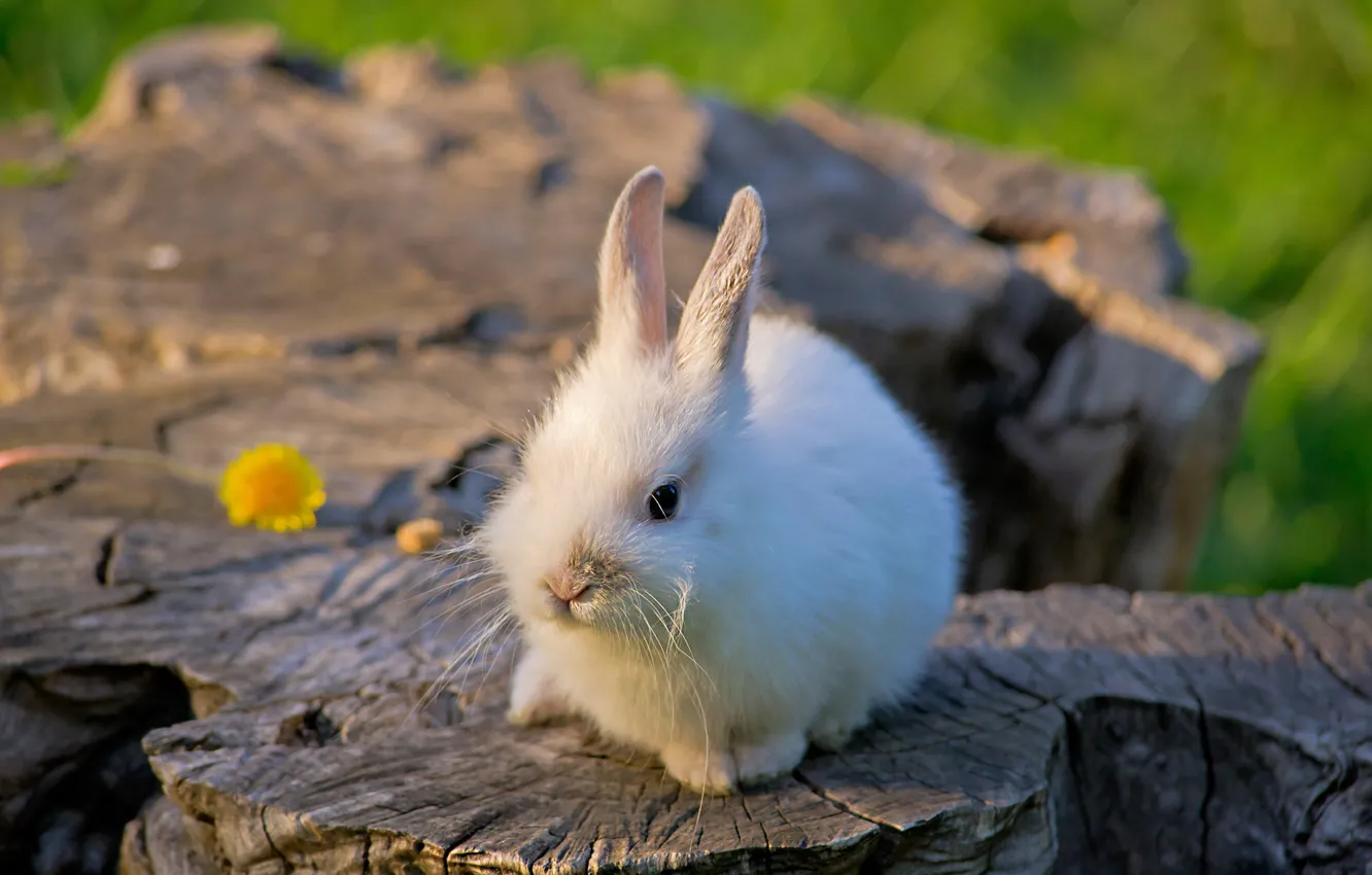 Фото обои белый, цветок, природа, кролик, сидит