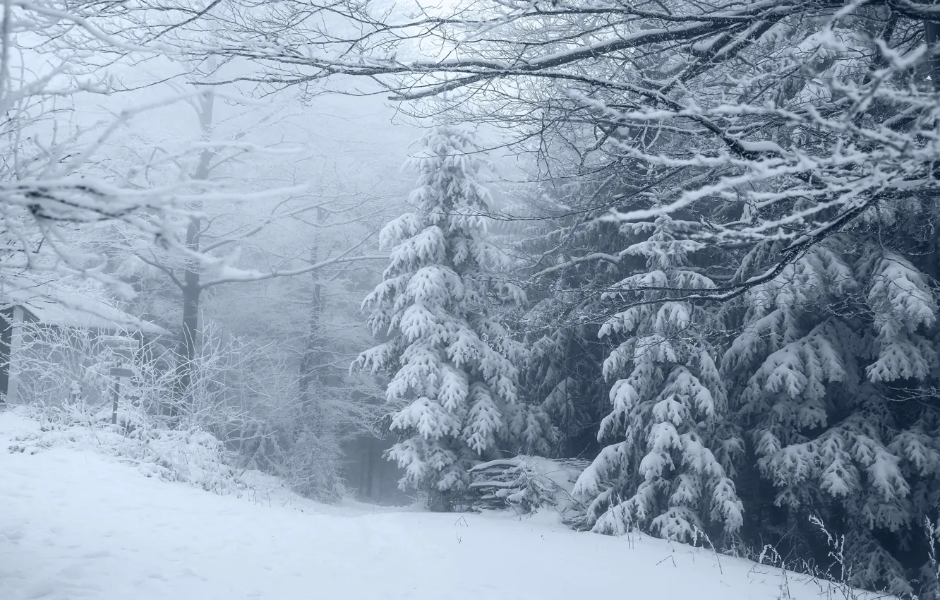 Фото обои зима, иней, лес, снег, деревья, пейзаж, ветки, природа