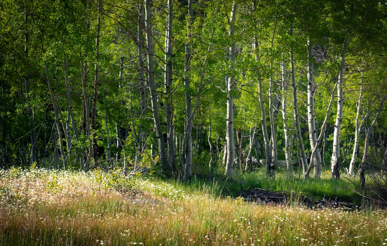 Фото обои зелень, лес, трава, свет, деревья, цветы, ветви, стволы
