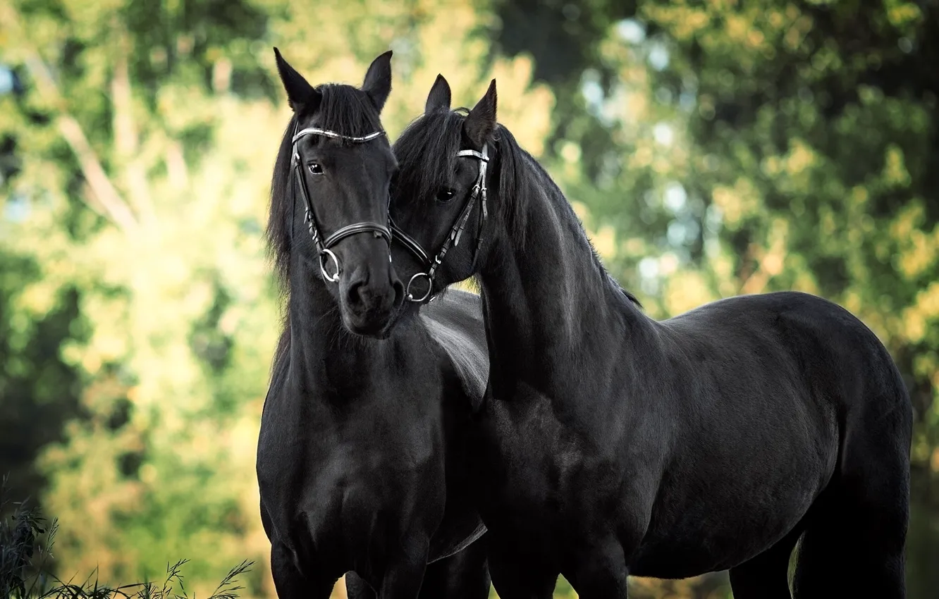 Фото обои любовь, конь, лошадь, парочка