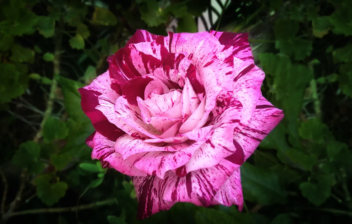 Фото обои rose, flower, pink