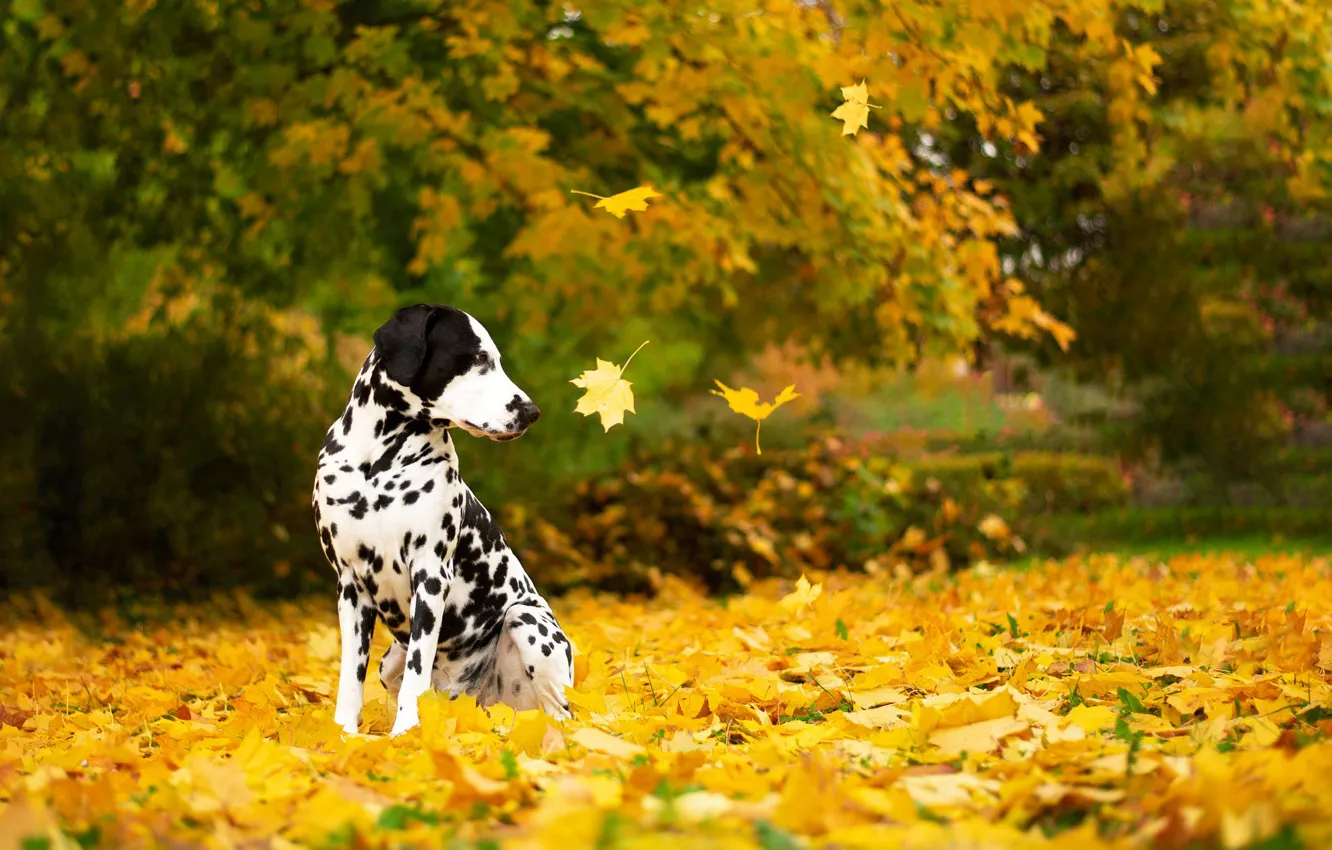 Фото обои осень, собака, листопад