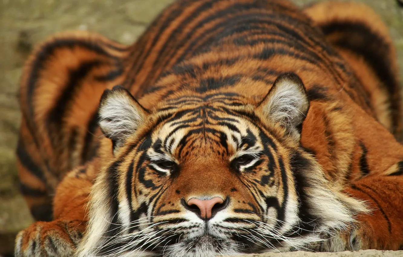 Фото обои тигр, хищник, лежит, Суматра