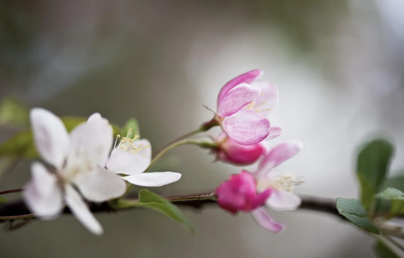 Фото обои цветы, ветка, весна, фруктовое дерево