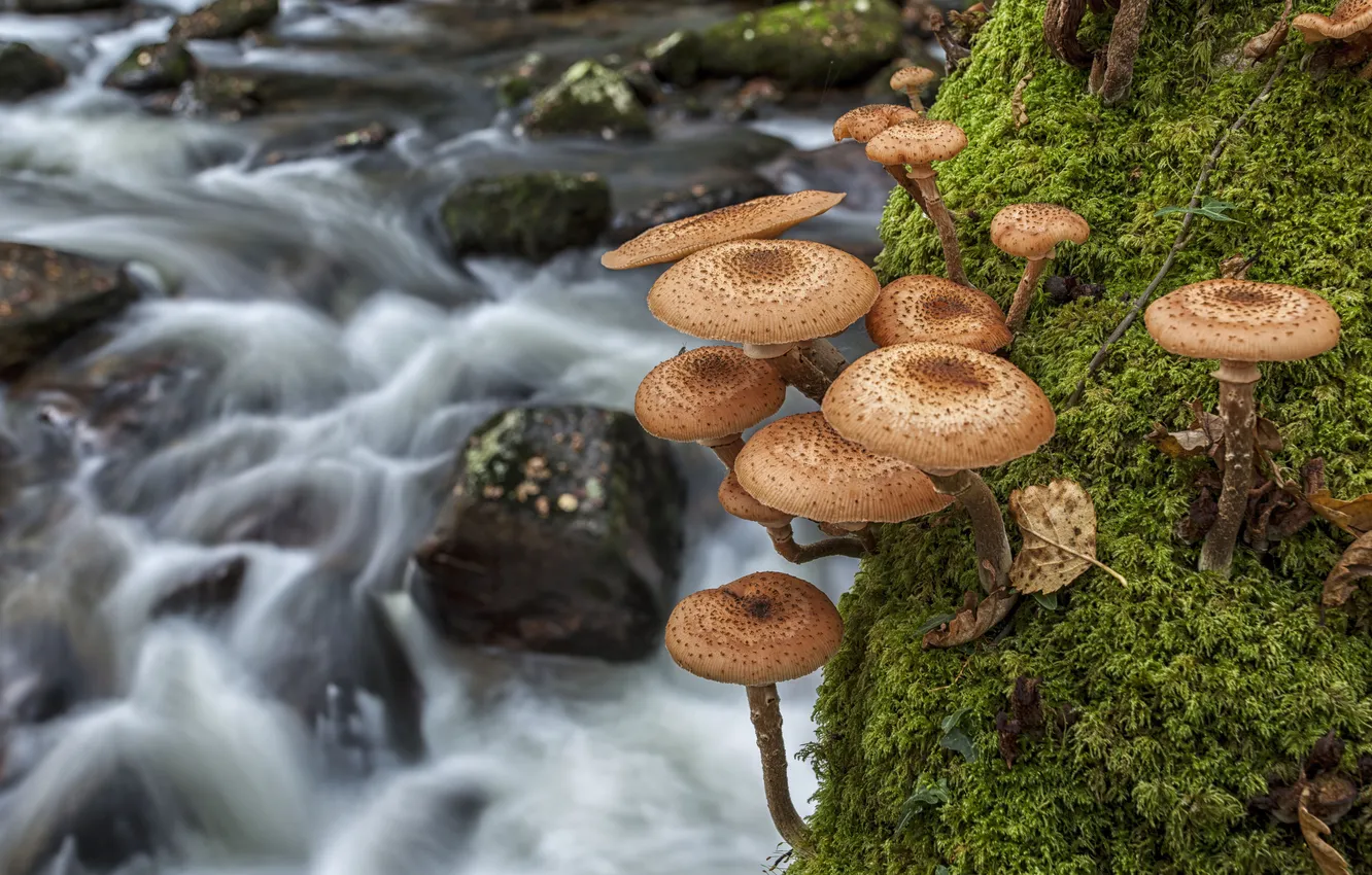 Фото обои макро, река, грибы, мох, опята