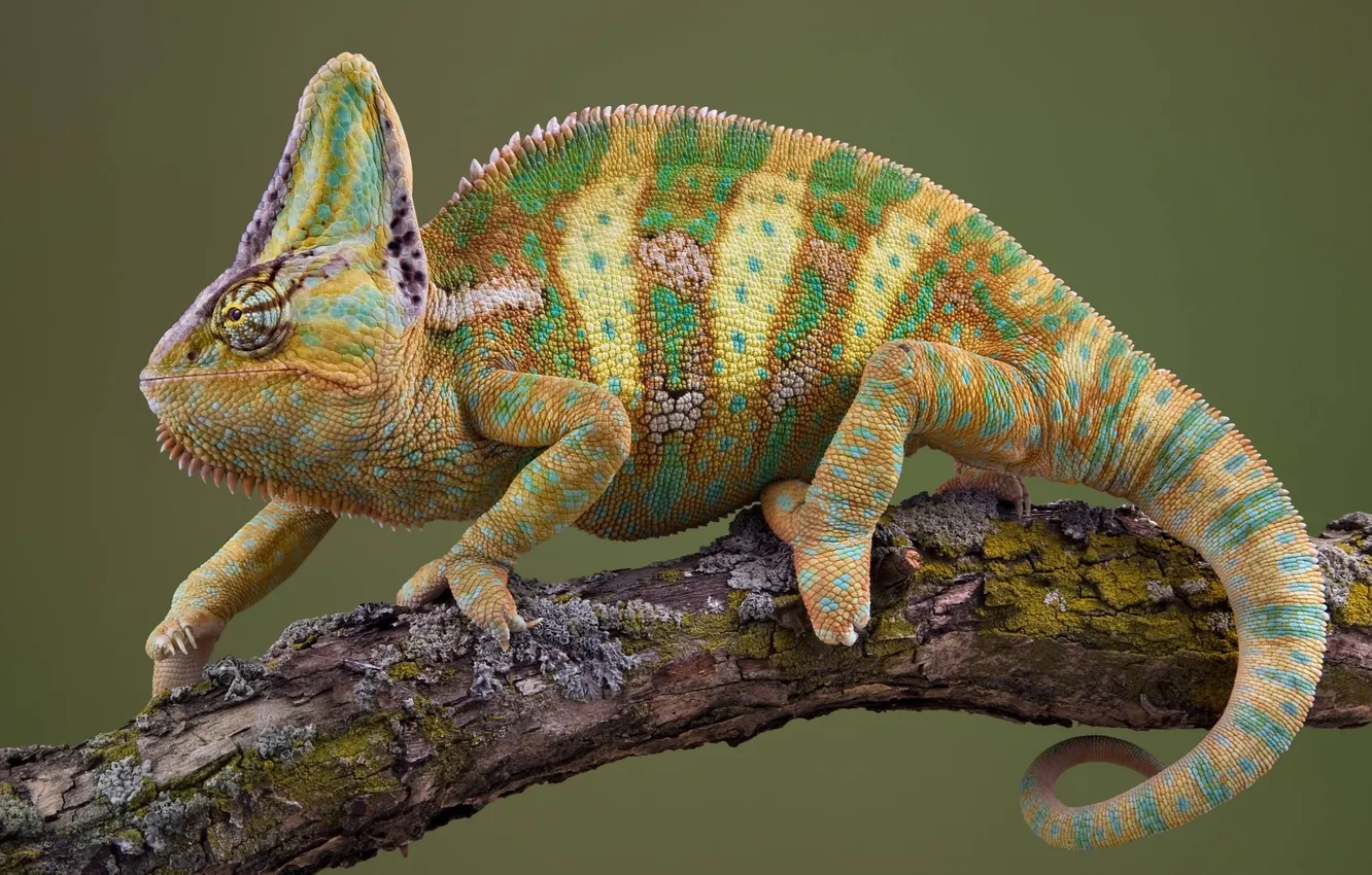 Фото обои chameleon, branch, lizard, reptile