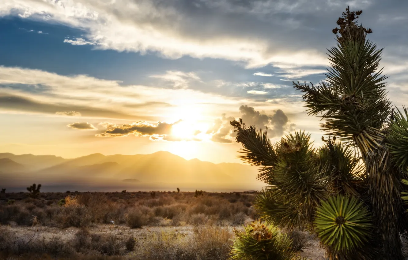Фото обои Sunset, Nevada, Desert