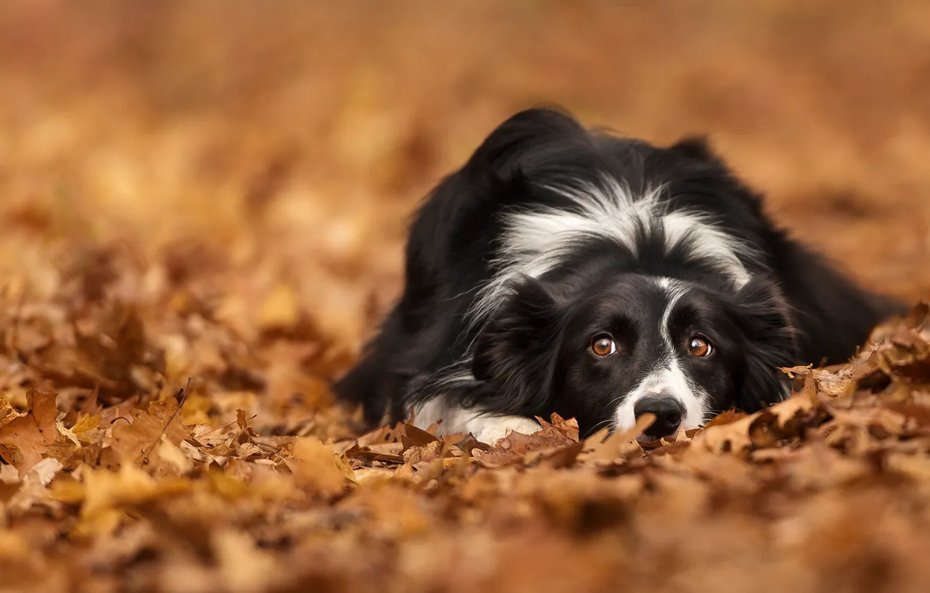 Фото обои осень, взгляд, листья, листва, собака, боке, Бордер-колли