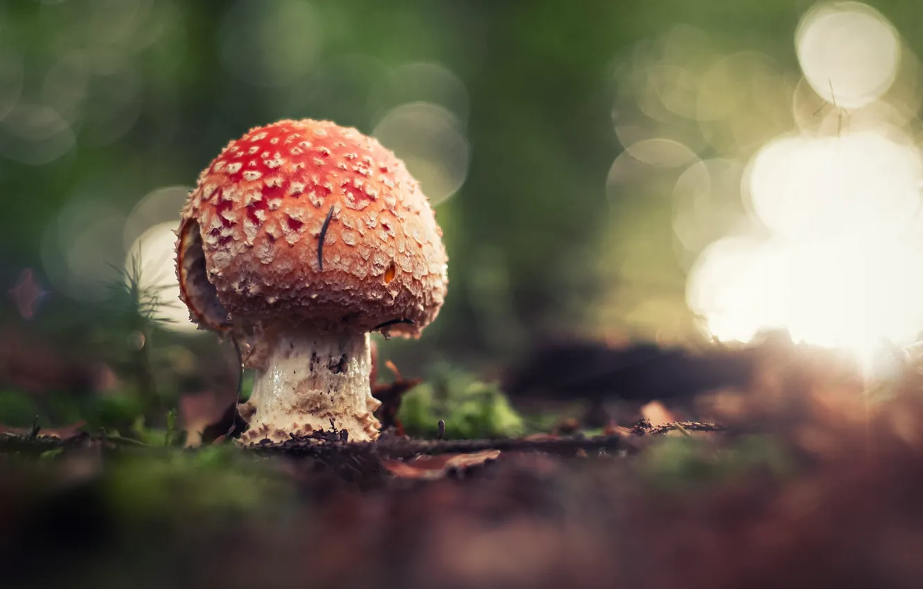 Фото обои осень, свет, природа, гриб, ветка, мухомор, боке