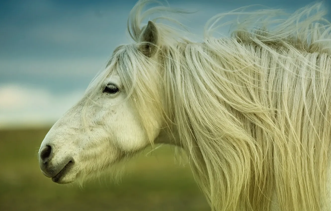 Фото обои лошадь, грива, horse