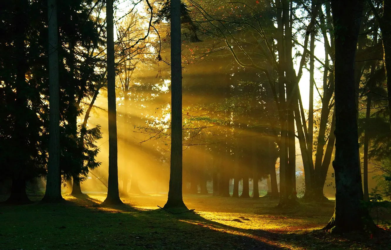 Фото обои лес, деревья, ветки, природа, стволы, солнечный свет