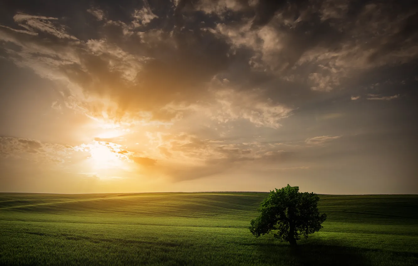 Фото обои поле, небо, солнце, дерево, весна