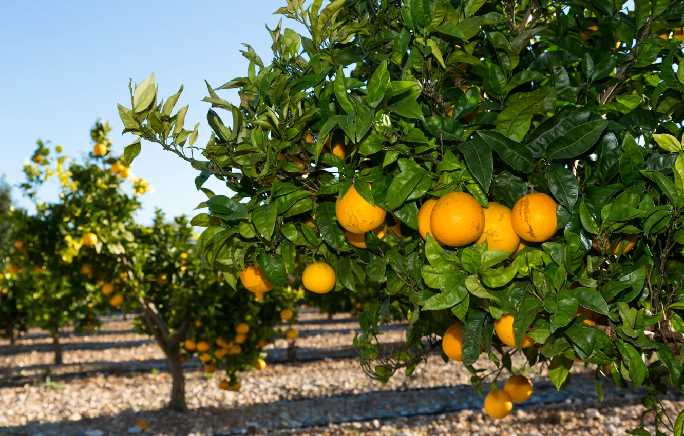 Фото обои природа, сад, nature, garden, апельсиновые деревья, orange trees