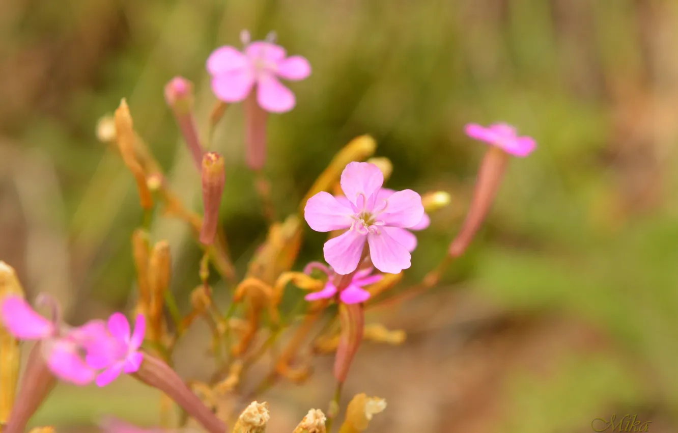 Фото обои Цветочки, Pink flowers, Розовые цветы