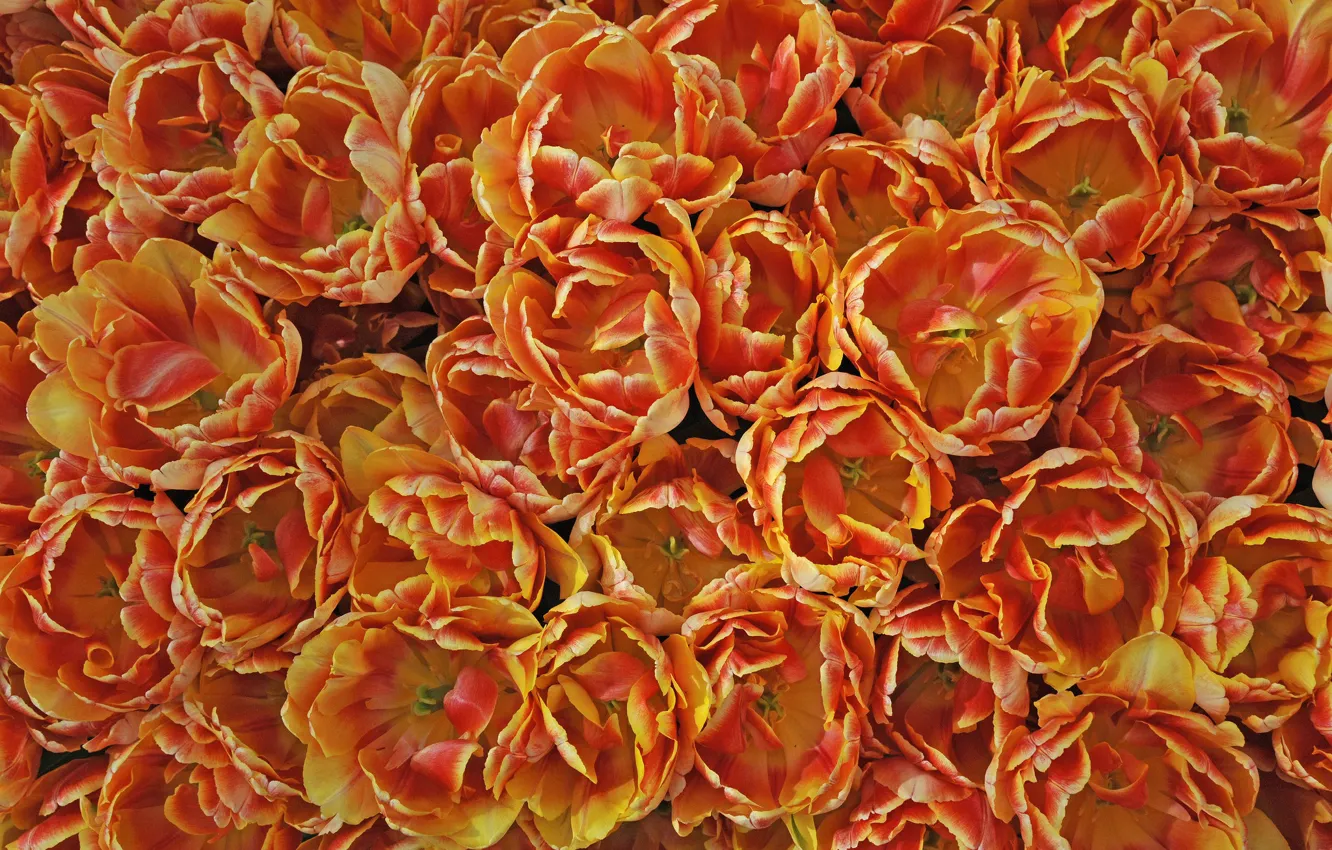 Фото обои текстура, лепестки, тюльпаны, оранжевые, много