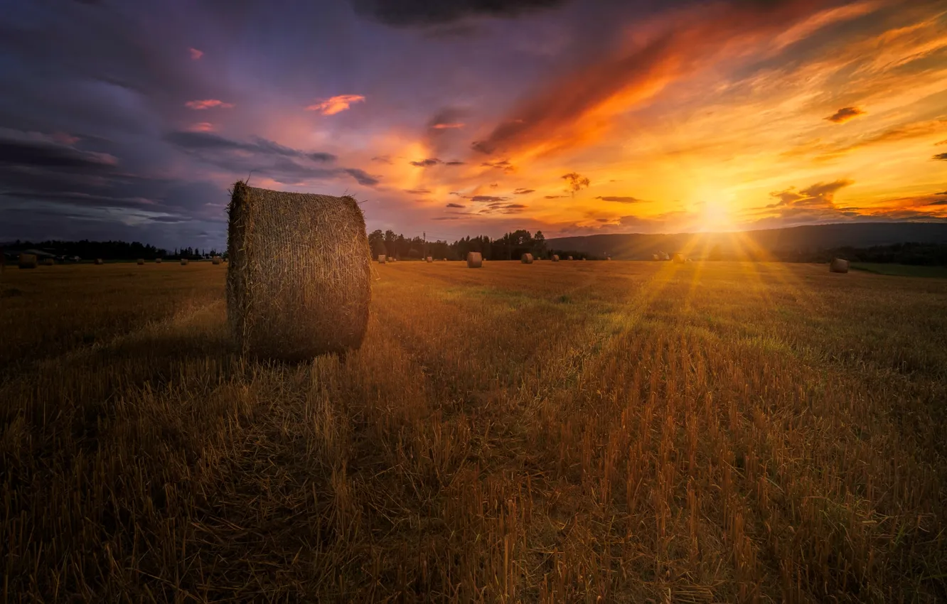 Фото обои поле, лето, закат, сено