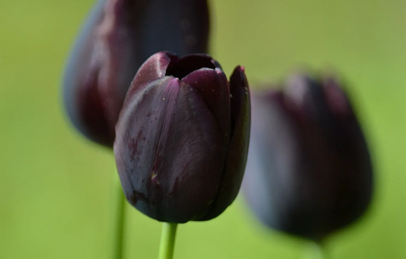 Фото обои цветы, тюльпаны, темные, черные