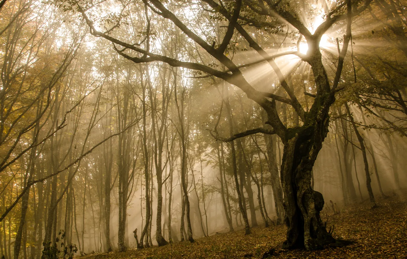 Фото обои осень, солнце, лучи, деревья, ветки, туман, листва, Лес