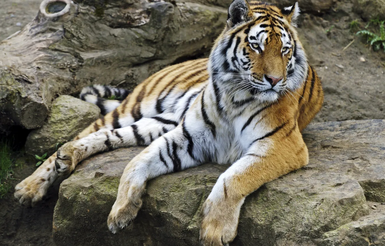 Фото обои кошка, тигр, камни, отдых, амурский