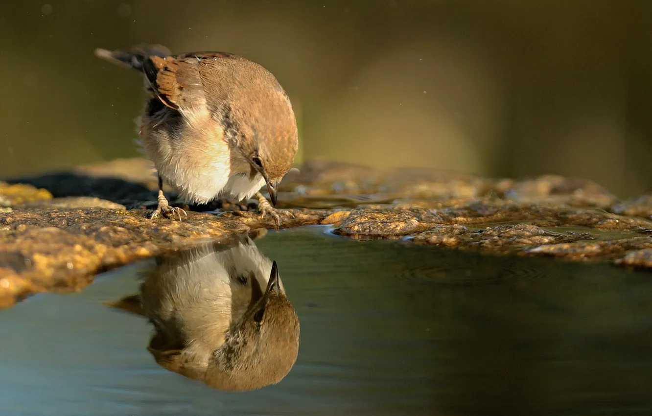 Фото обои вода, отражение, птица