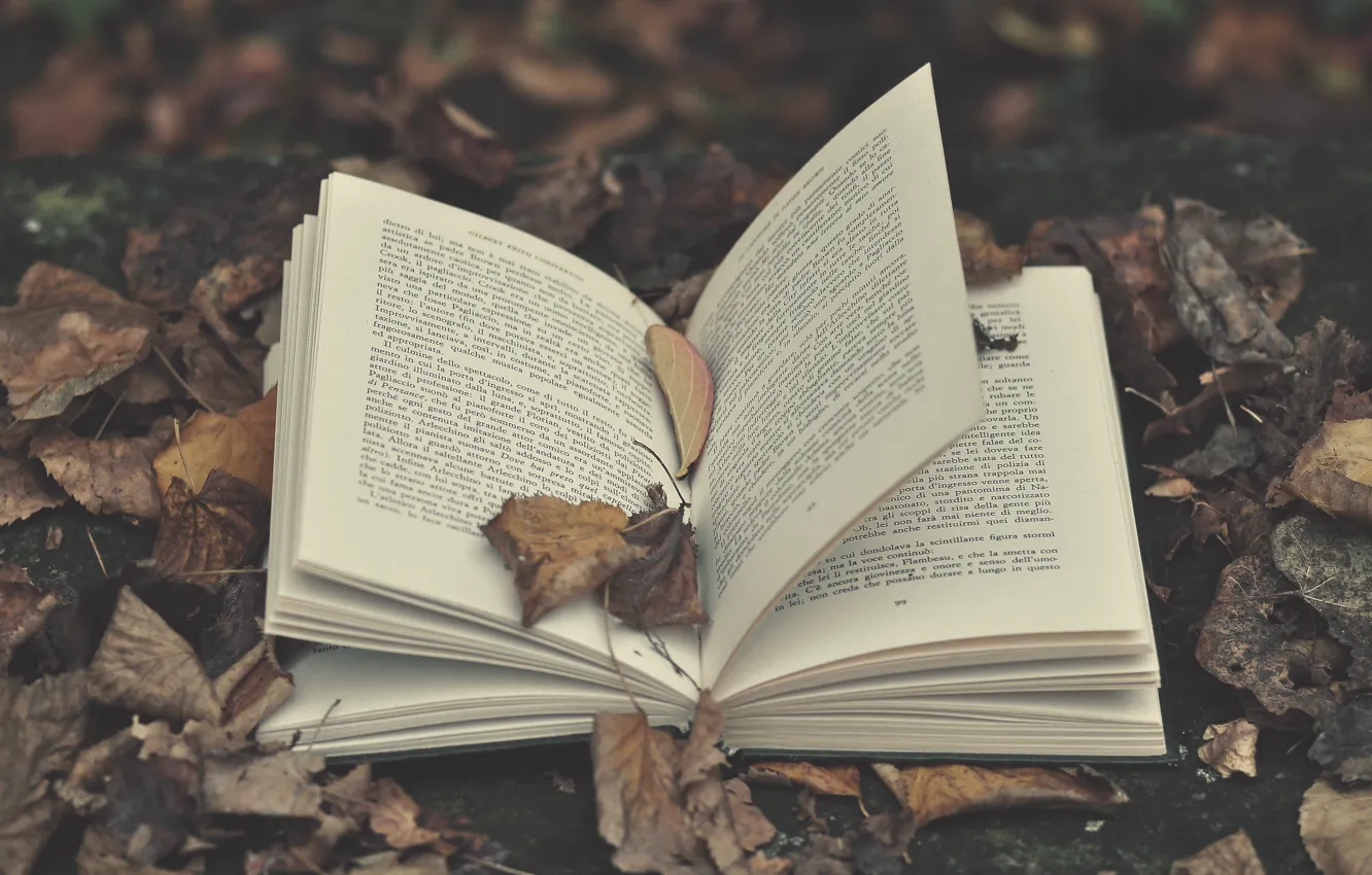 Фото обои листья, буквы, книга, leaves, book, letters, открытая книга, open book
