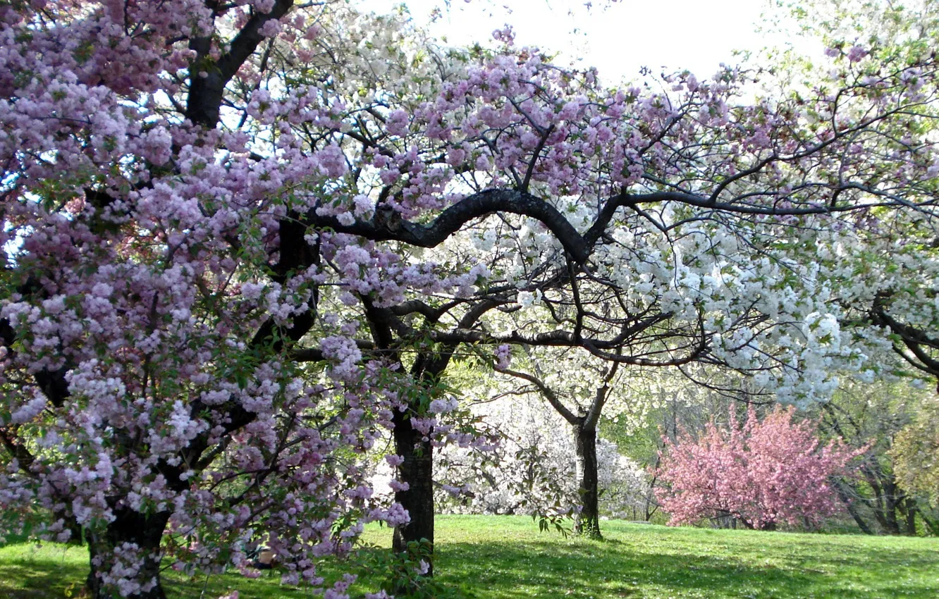 Фото обои деревья, цвет, весна, сад, розовые