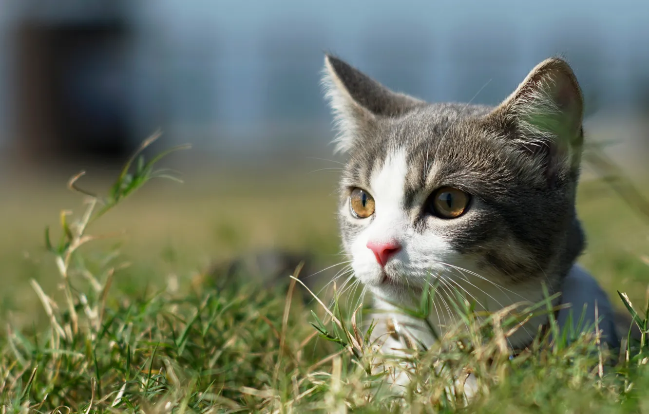 Фото обои кошка, трава, взгляд, мордочка, котёнок