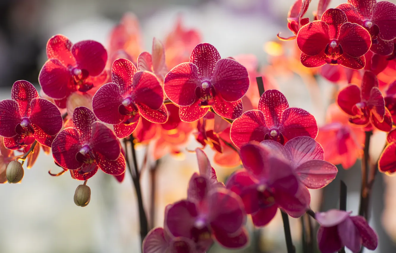 Фото обои свет, цветы, ветка, освещение, орхидея, фалинопсис, фалик